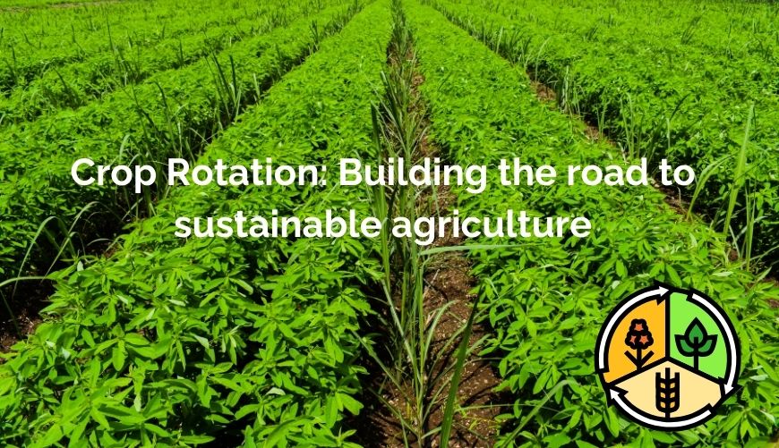 crop rotation